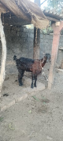 ત્રણ બકરી વેચવાની છે