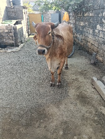 थंबनेल 3