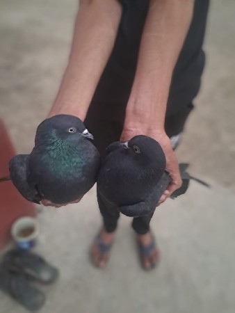 थंबनेल 2