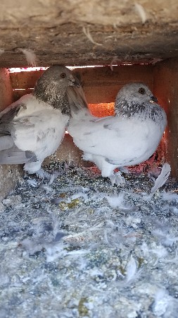 थंबनेल 2