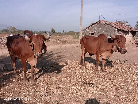 થંબનેલ 3