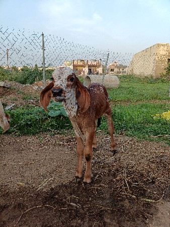દેશી છાણીયું ખાતર