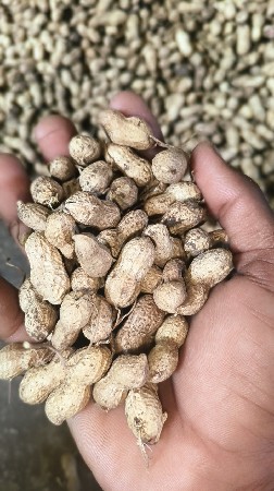 મગફળી બિયારણ