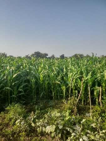 મકાઈ વેચવાની છે