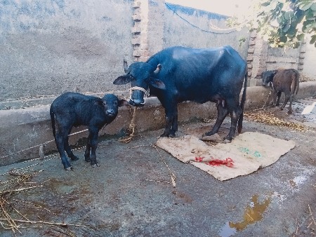 પેલું વેતર