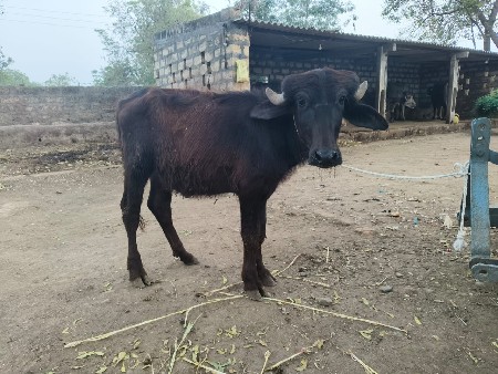 થંબનેલ 4