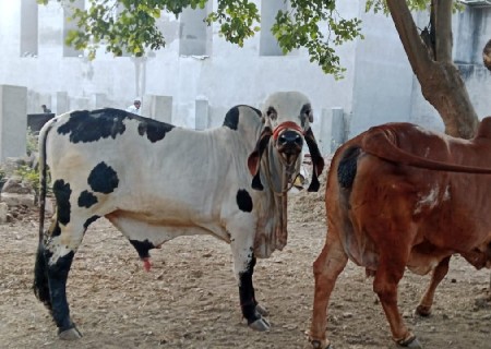 થંબનેલ 2