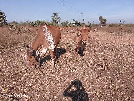 થંબનેલ 2