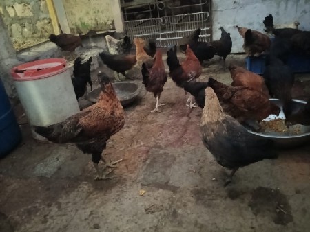 થંબનેલ 3