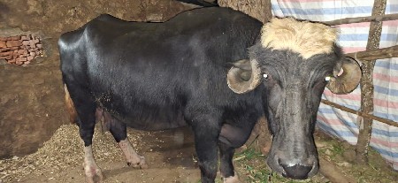 ભેંશ વેચવાની છે