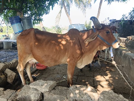 थंबनेल 3