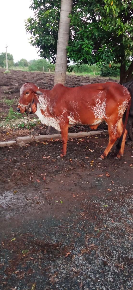 थंबनेल 2