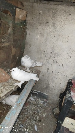 1 choti moja vali madi se