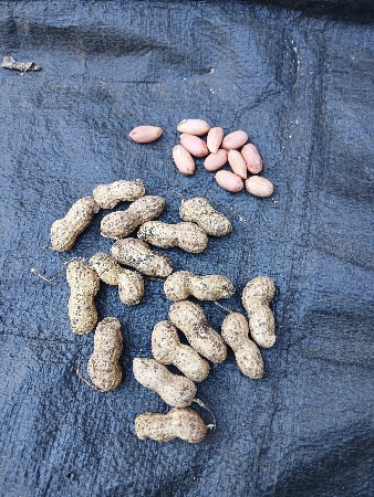 39 mandavi વેચવાની છે