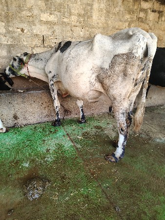 ગાય વેચવાની છે