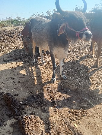 લેવાનૉ‌છે આની જોડ‌ નો