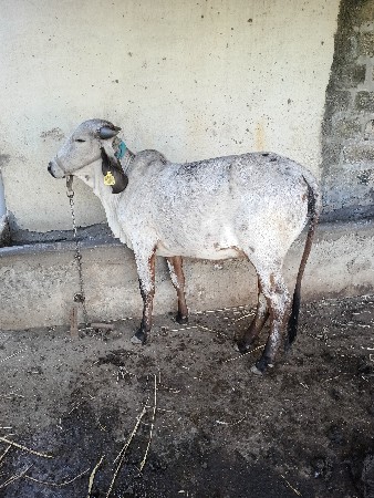 थंबनेल 2