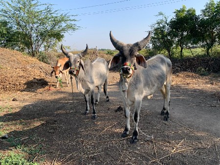 ગોઢલા વેચવાના છે