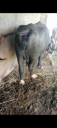 थंबनेल 3