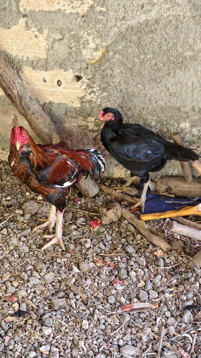 थंबनेल 3