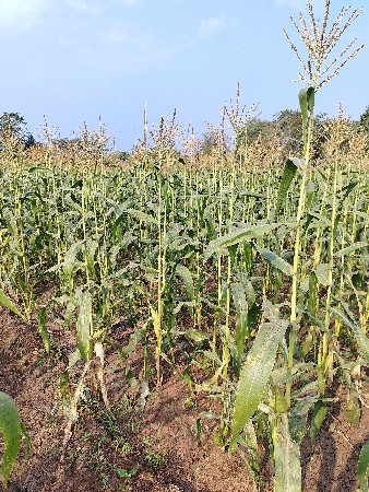 અમેરિકન મકાઈ વેશવાની છે