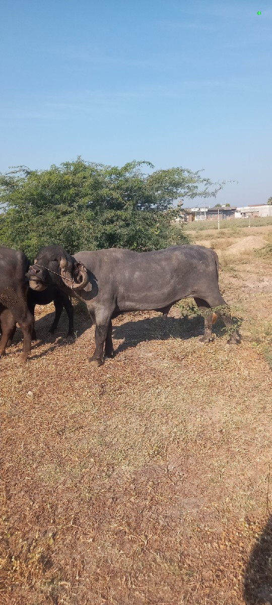 થંબનેલ 3