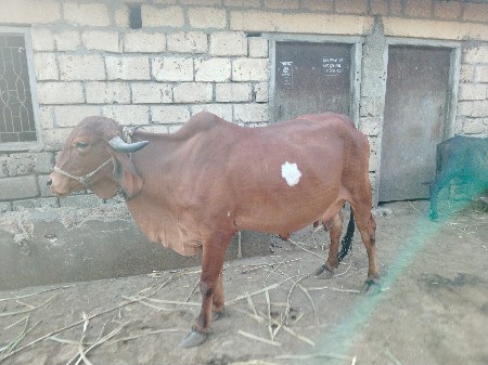 थंबनेल 2