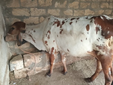 કિશનભાઇ