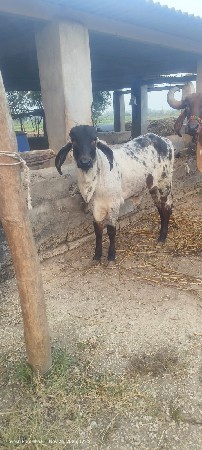 थंबनेल 2