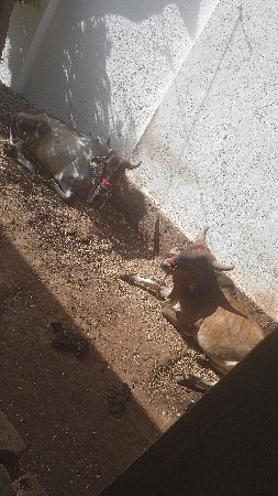 ghodhla vechvana chhe.