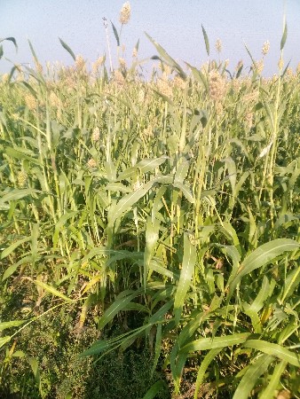 थंबनेल 1