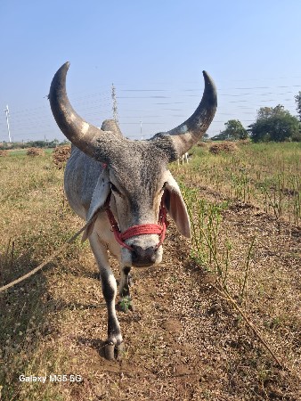 ઘોડલા વેચવાના છે