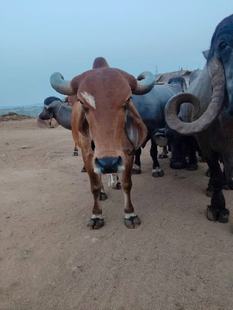 વેચવાની છે વેચવાની છે