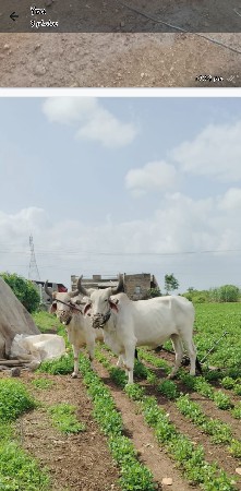 બે વાવણી