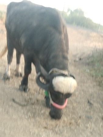 ગરમી આચરની ફૂલ જવાબદારી