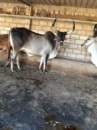 थंबनेल 2