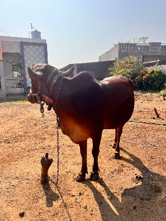 5 દિવસ માં વ્યાહે