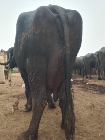 થંબનેલ 2