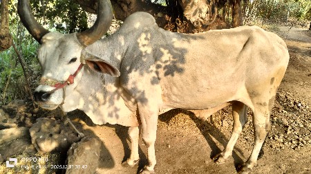 1 બળદ વેચવાનો છે જવાબદારીથી