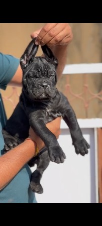 cancorso, dobbarman, beljiyam