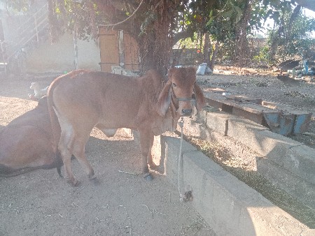 થંબનેલ 2