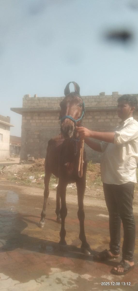 થંબનેલ 3