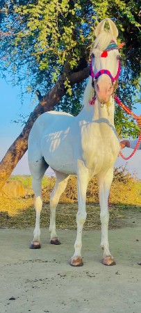 થંબનેલ 2