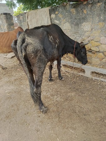 થંબનેલ 2