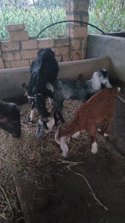 थंबनेल 3