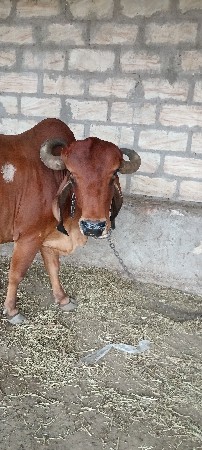 ગાય વેચવાની સે
