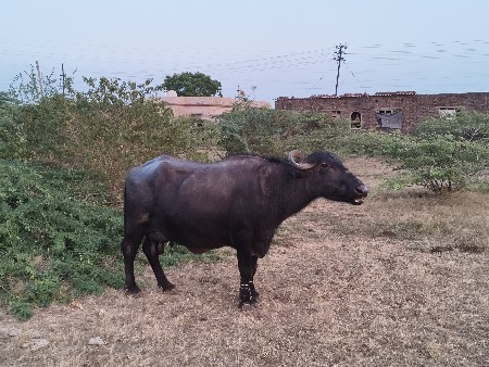 थंबनेल 3