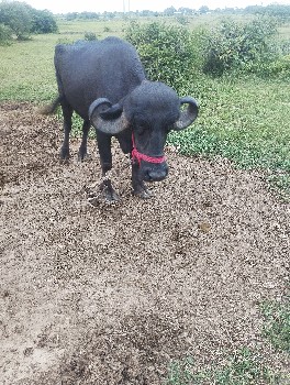 थंबनेल 3