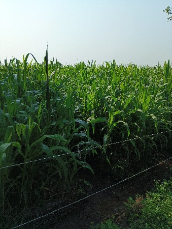 મકાઈ વેચવાની છે