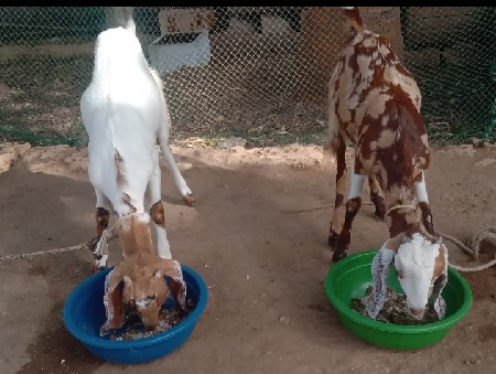 બકરી.વેચવાનીછે